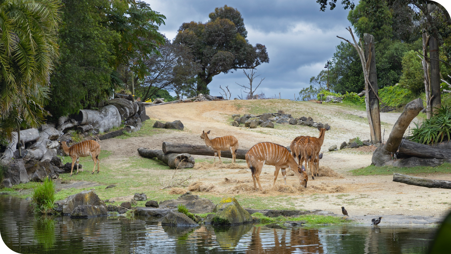 奧克蘭動物園