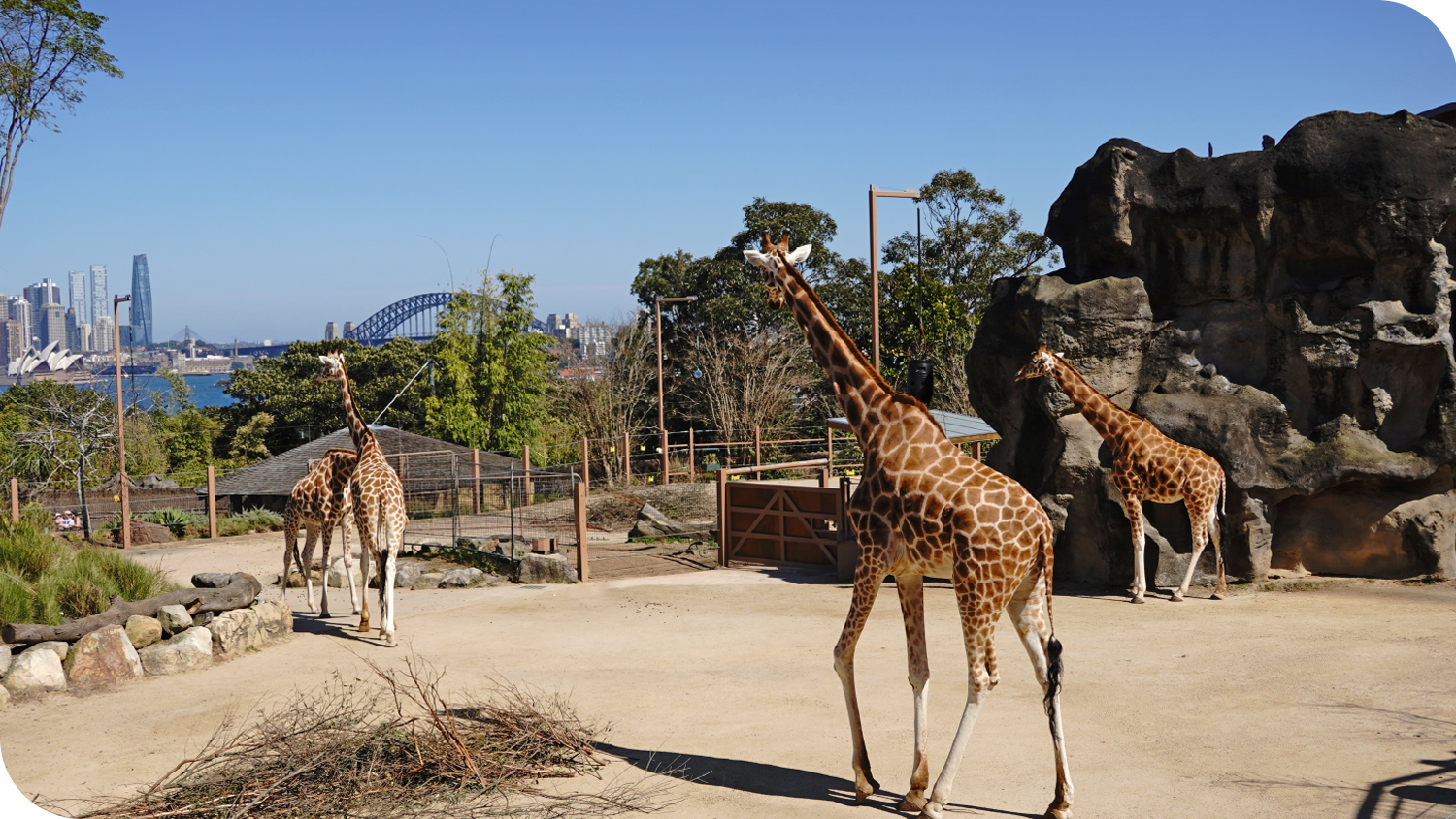 塔龍加動物園